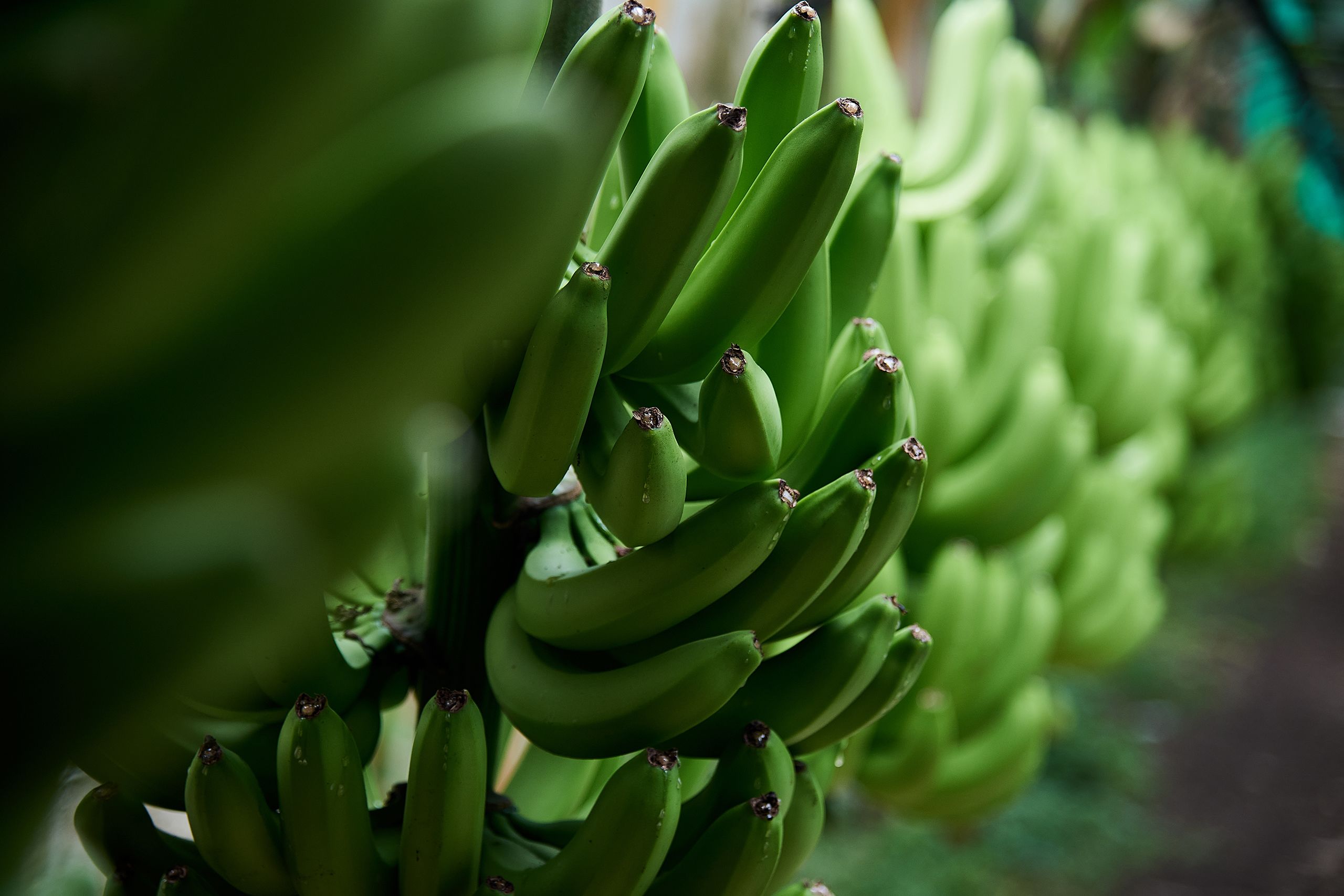 Bananenstude