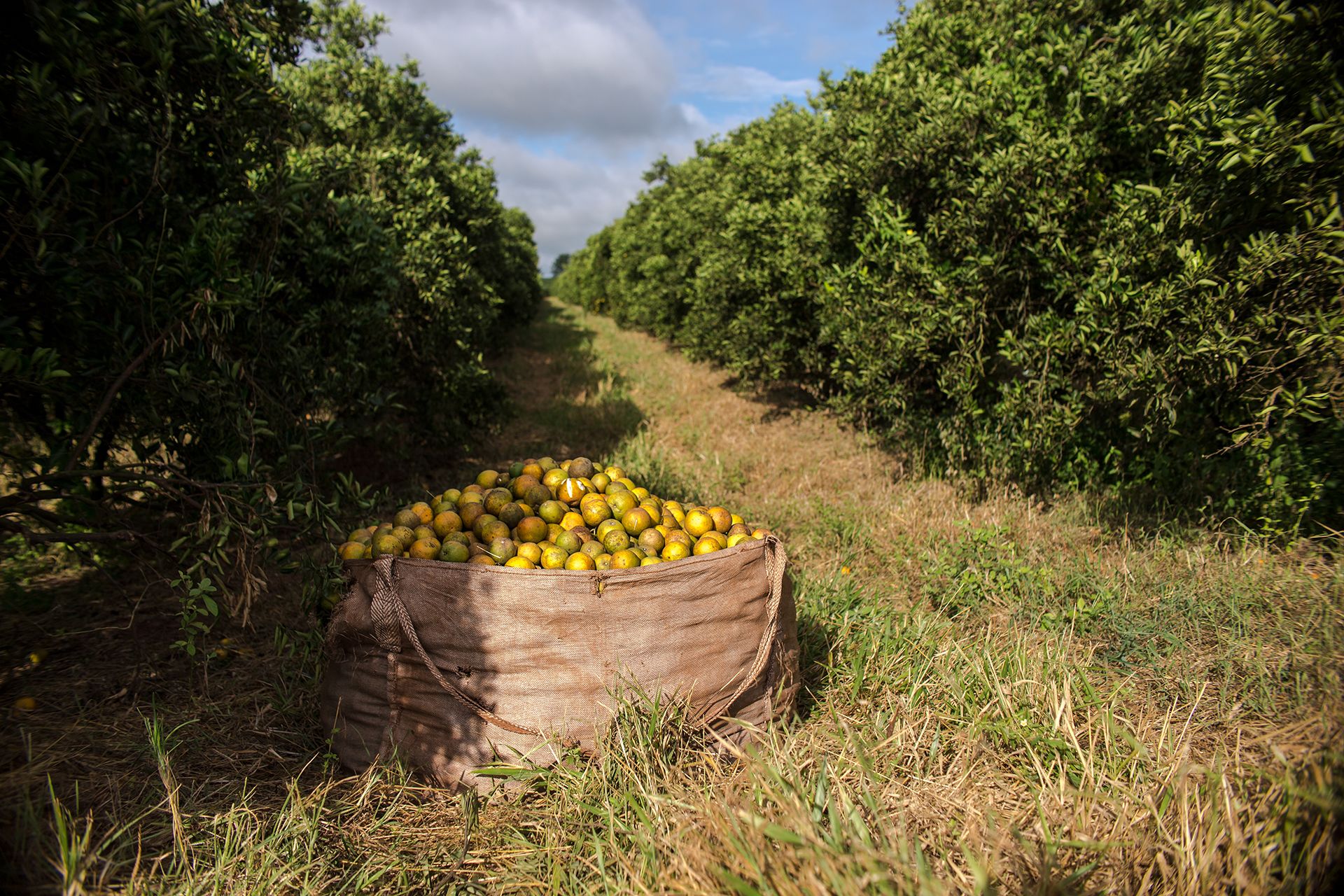 Huge bag filled with oranges on the edge of a plantation.