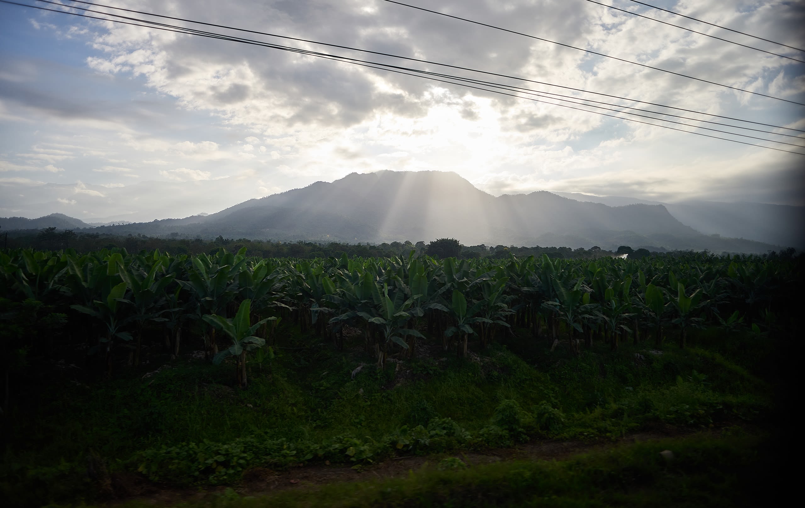 Bananenblätter und Himmel