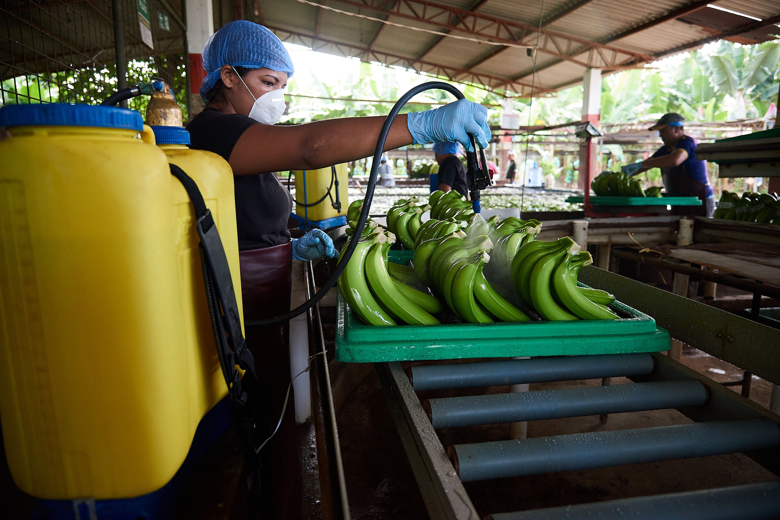 Une femme portant un masque et des gants en plastique asperge des bananes de fongicides depuis un grand bidon.