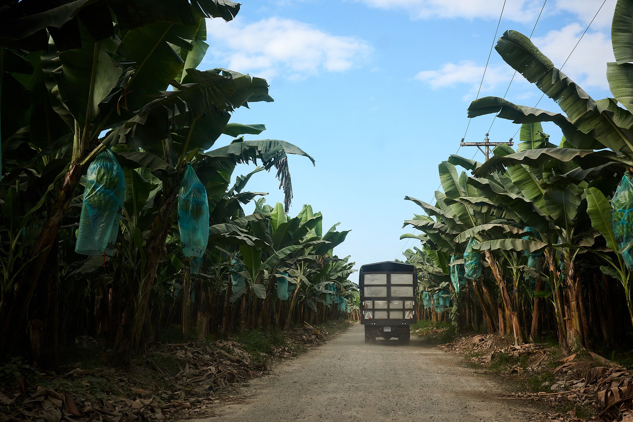 Lastwagen inmitten einer Bananenplantage.