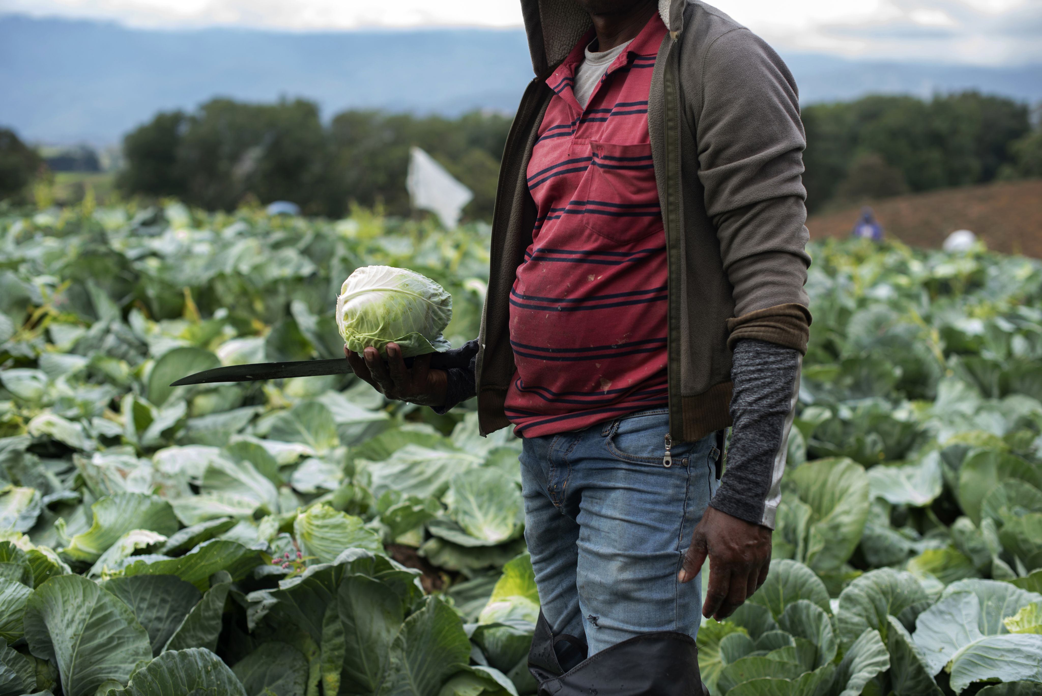 The agricultural region in the north of the province of Cartago provides 80% of the country's vegetable production.