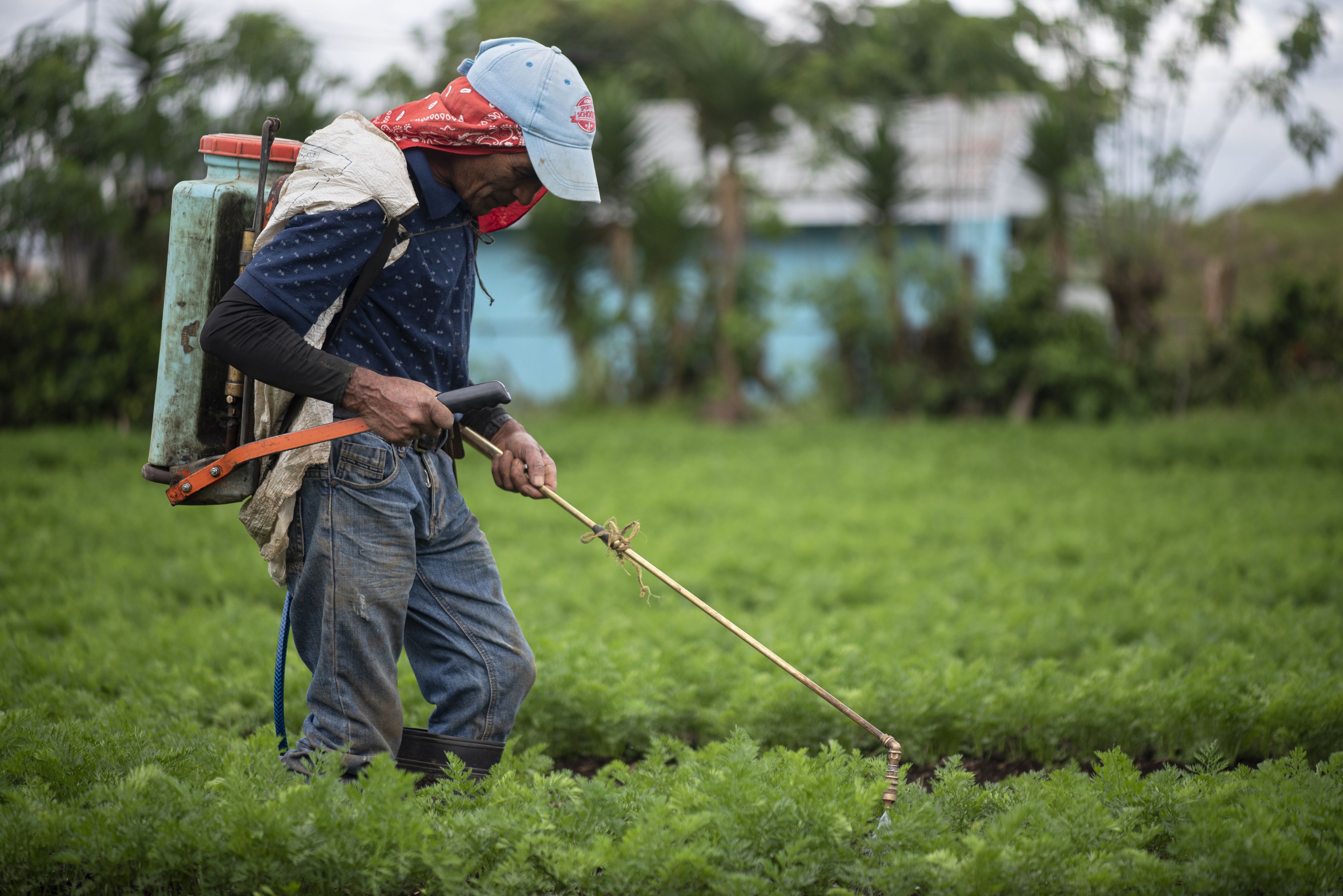 Despite the risks, farmers in the region continue to spray their fields with chlorothalonil.