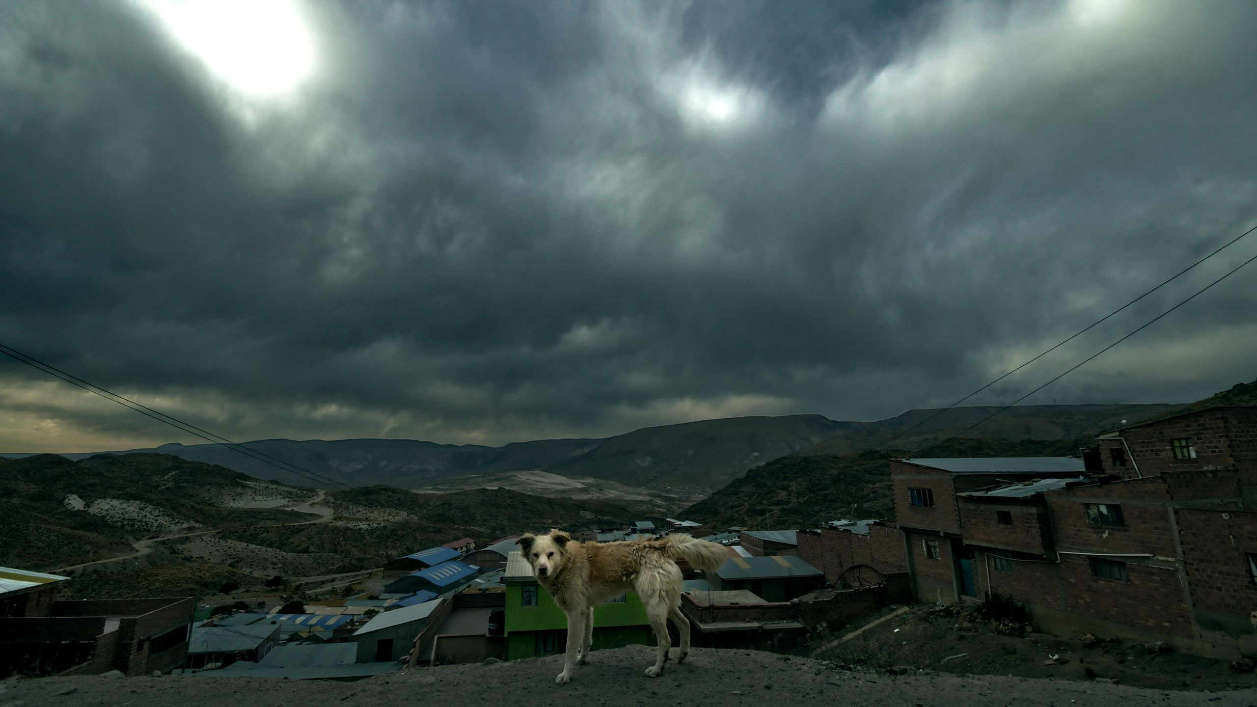 A dog stands at the roadside outside a village early in the morning at dusk.
