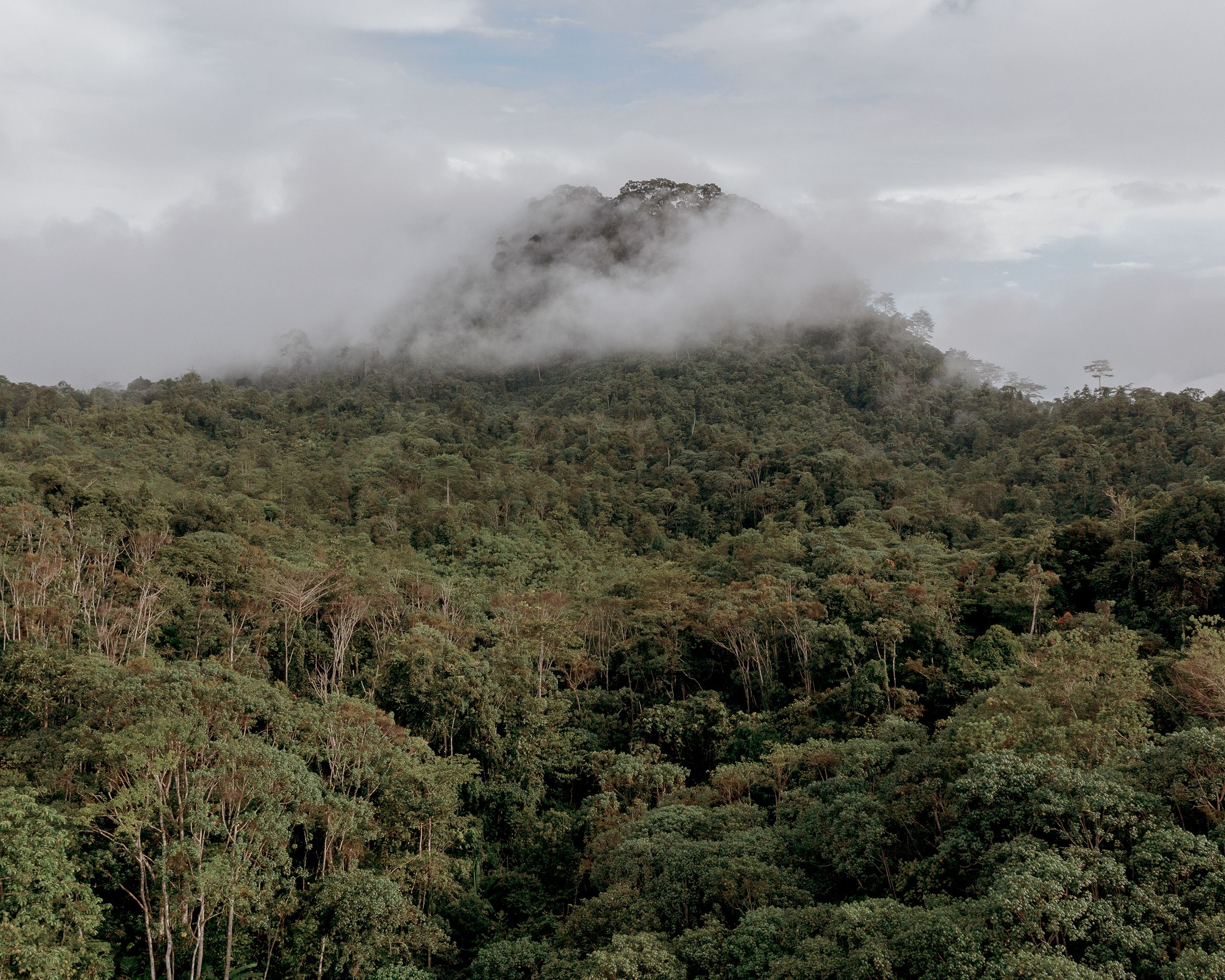 La forêt tropicale de Bornéo est l’une des plus vastes au monde et héberge un écosystème unique dont l’orang-outan est le plus symbolique représentant.