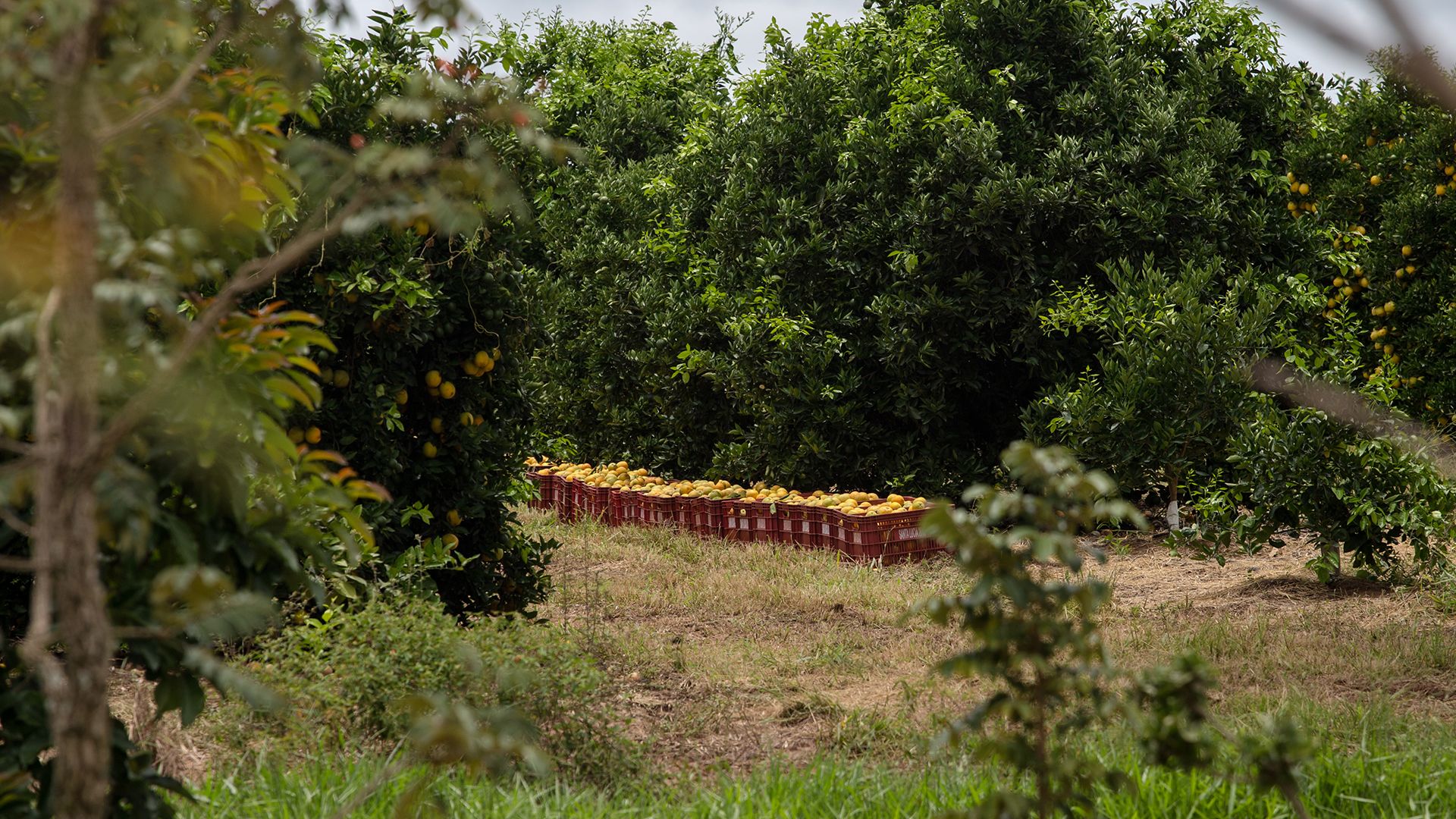 Kisten voller Orangen reihen sich am Rand einer Plantage.