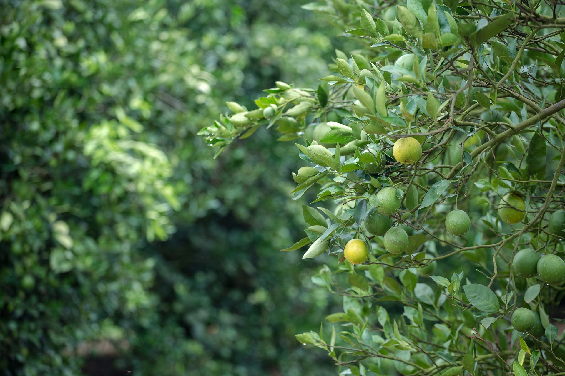 Orangenbaum in einer Plantage.